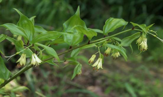 竹葉參的圖片介紹