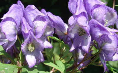 中藥方劑附子理苓湯的用法用量以及功效作用! 中藥附子