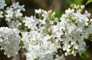 中藥方劑附子湯的藥材介紹及功效作用! 中藥川芎
