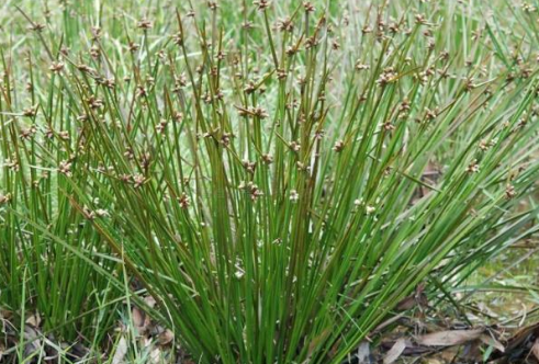 蒲草根的功效與作用