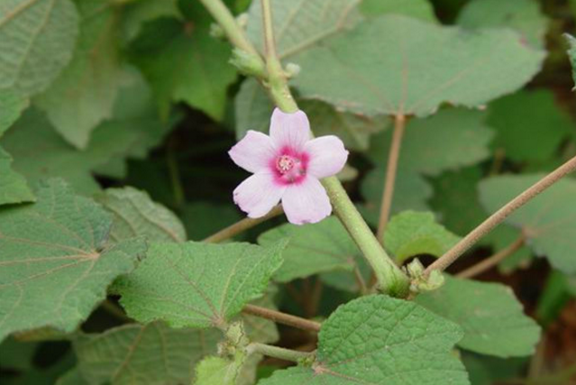 中藥地桃花的圖片形態(tài)及其功效與作用! 地桃花的功效與作用