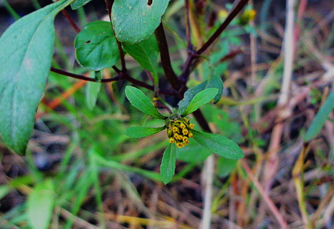 狼把草的圖片形態(tài)
