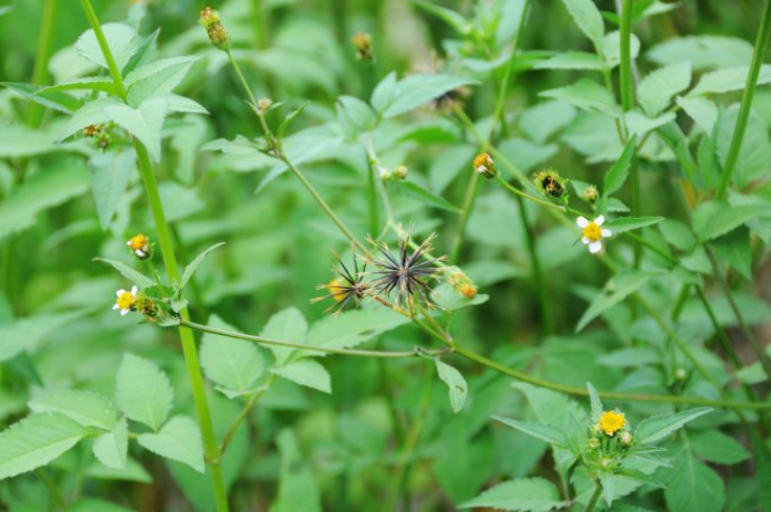 鬼針草的圖片形態(tài)