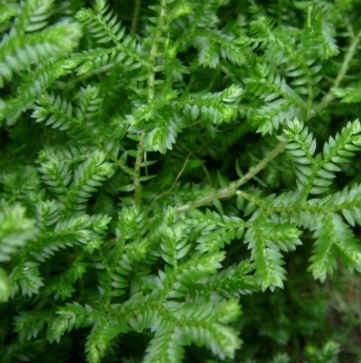 中藥地蘇木的圖片形態(tài)及