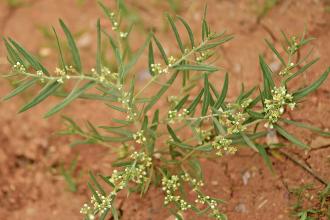 地梢瓜的分布環(huán)境
