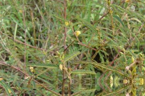 中藥地沙的圖片形態(tài)及其功效與作用! 地沙的性狀