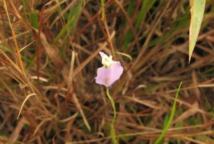 地沙的功效與作用