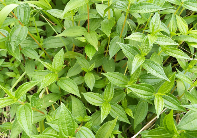 中藥糯米藤圖片