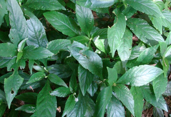 中藥地皮消的圖片