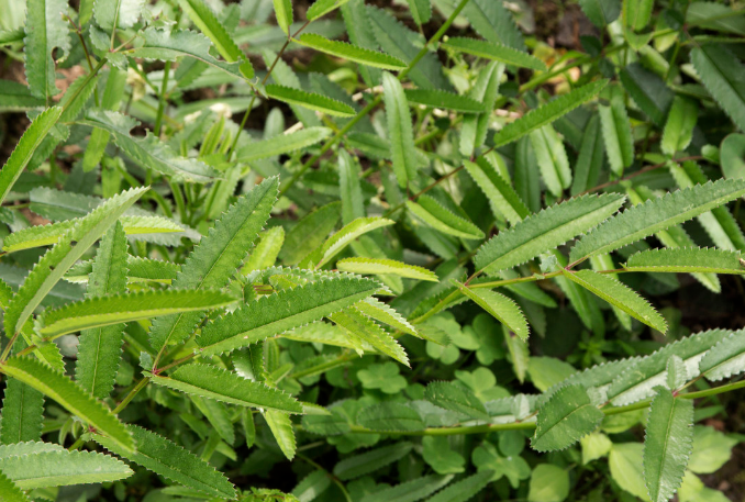 地榆的炮制方法