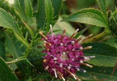 中藥方劑附桂理中丸的用法用量以及功能主治! 中藥白術