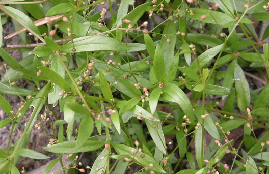 地麻黃的功效與作用