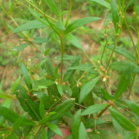 中藥地麻黃的功效與作用