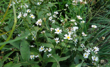 中成藥女真散的配方組成及其方劑藥材女菀的圖片介紹! 女菀的圖片