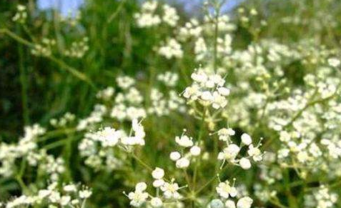 中藥方劑附子煎的配方組成及功效與作用! 中藥甘草