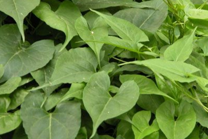 中藥地精草的圖片形態(tài)及其功效與作用! 地精草的藥材來(lái)源