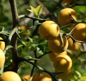 中藥方劑防風(fēng)浴湯的藥材