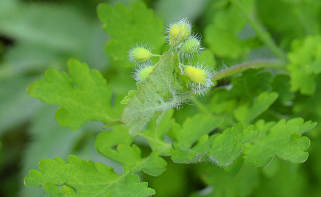 中藥地黃連的圖片別名及其功效與用藥禁忌! 地黃連的用藥禁忌