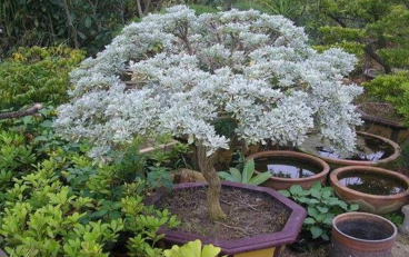 中藥材芙蓉菊根的功效與作用及其芙蓉菊根的圖片! 芙蓉菊根的功效