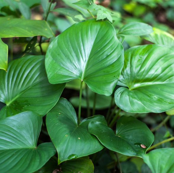 中藥千年健的圖片形態(tài)及