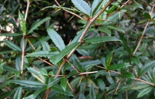 三顆針的功效與作用