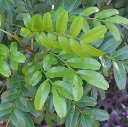 中藥紫油木葉的圖片形態(tài)