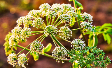 中藥方劑防風(fēng)湯的用法用量以及功效作用! “中藥獨活”