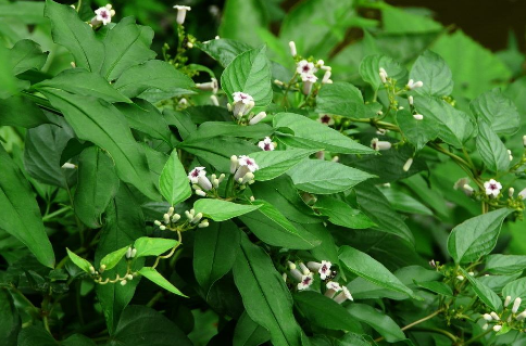 從中醫(yī)角度了解糯稻根須的功效與作用!學(xué)會區(qū)分糯稻根和糯稻根須。 糯稻根須