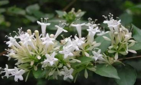 從中醫(yī)角度了解糯稻根須的功效與作用!學(xué)會區(qū)分糯稻根和糯稻根須。 糯稻根須