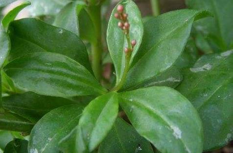 土人參葉功效作用有哪些！