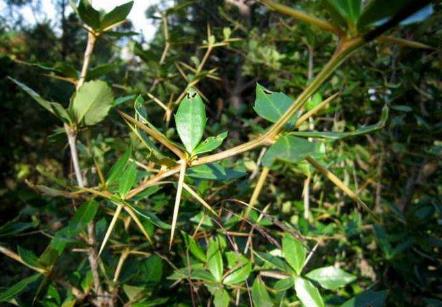 三顆針的功效作用及復(fù)方應(yīng)用！