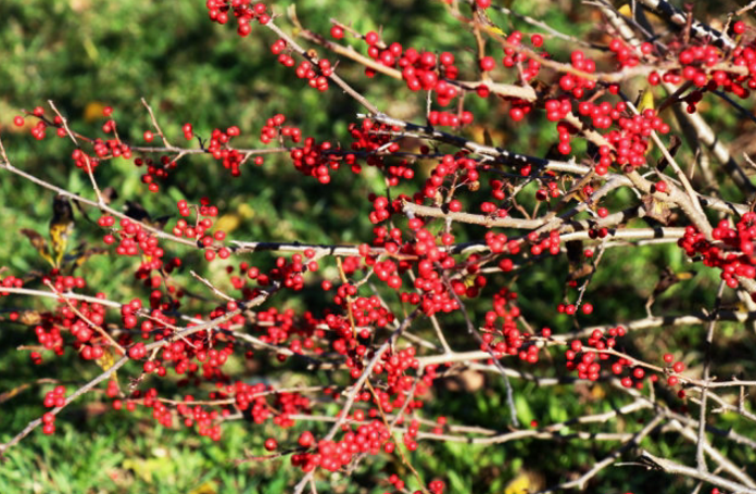落霜紅的功效與作用