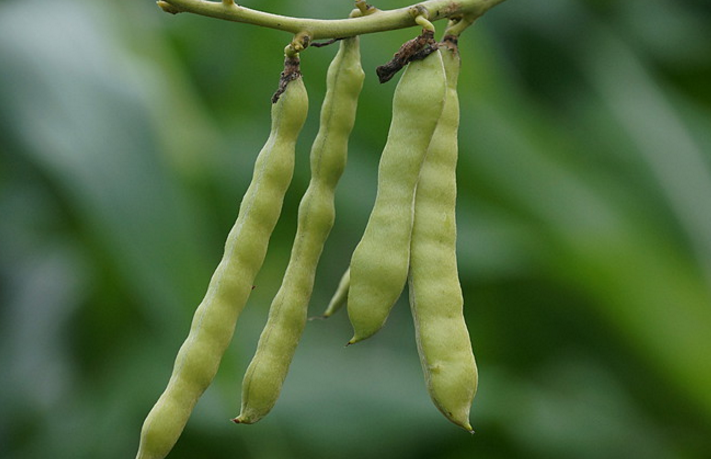 中藥地瓜子的圖片形態(tài)及其功效與作用! 地瓜子的應(yīng)用