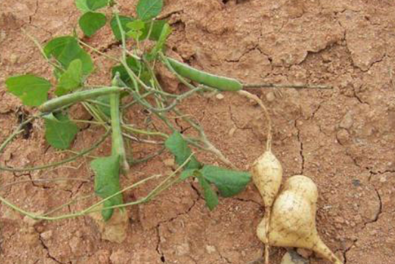 地瓜子的植物形態(tài)