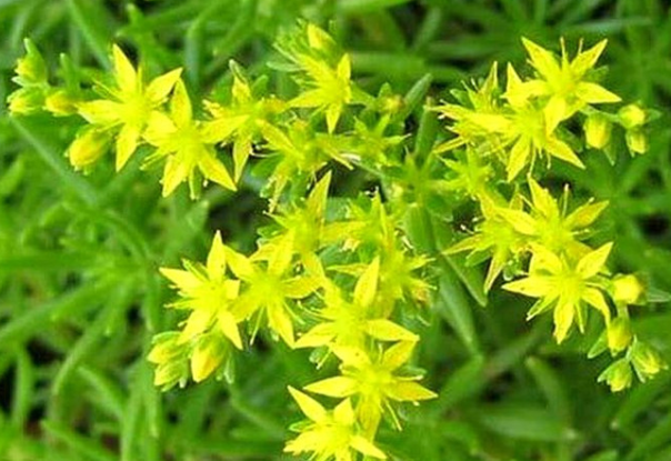 佛指甲的功效與作用