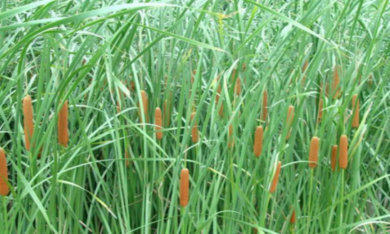 蒲草根的功效與作用