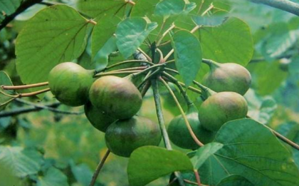 中藥桐油的功效作用以及原植物形態(tài)! 中藥桐油