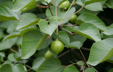 中藥桐油的功效作用以及原植物形態(tài)! 中藥桐油