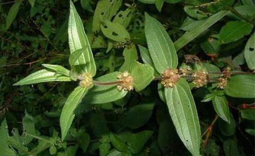 糯米藤形態(tài)特征！