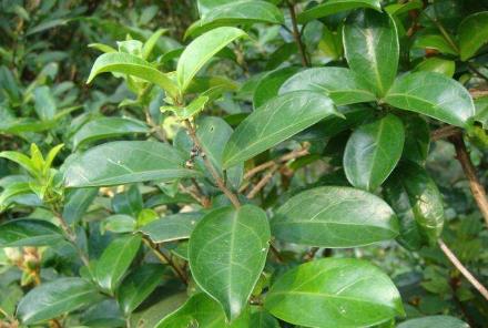 中藥武靴藤療效！