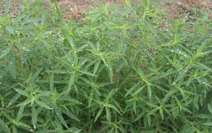 中藥地膚苗的圖片形態(tài)及其功效與作用! 中藥地膚苗的圖片形態(tài)