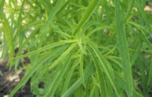 中藥地膚苗的圖片形態(tài)及其功效與作用! 地膚苗的用法