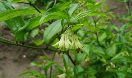 竹葉參的形態(tài)