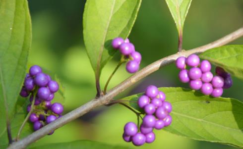 紫珠葉和紫珠草的區(qū)別有？
