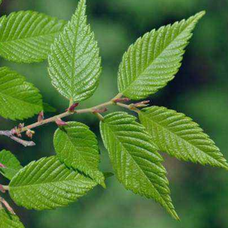 中藥櫸樹(shù)葉的圖片特征及