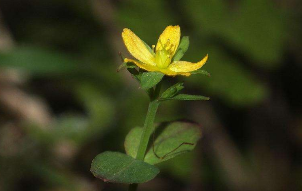 地耳草的性狀鑒別