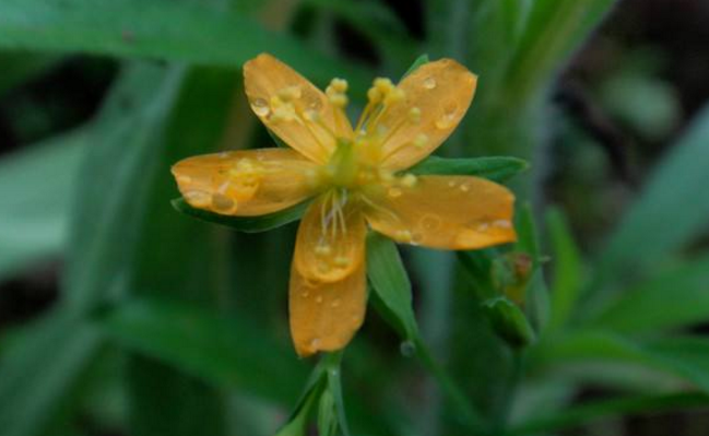地耳草的附方應用