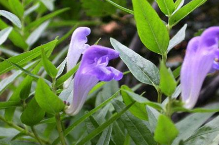 中藥方劑防已飲的藥材介紹以及功能主治! 中藥黃芩