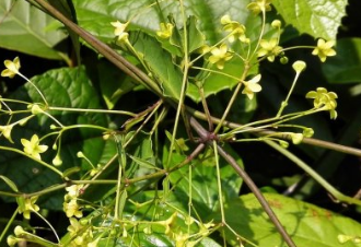 中藥土人參葉怎么食用?土人參葉的圖片 土人參葉