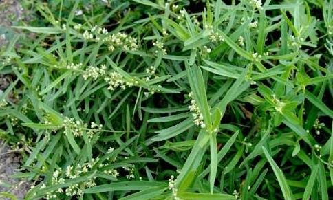 中藥地稍瓜的作用！